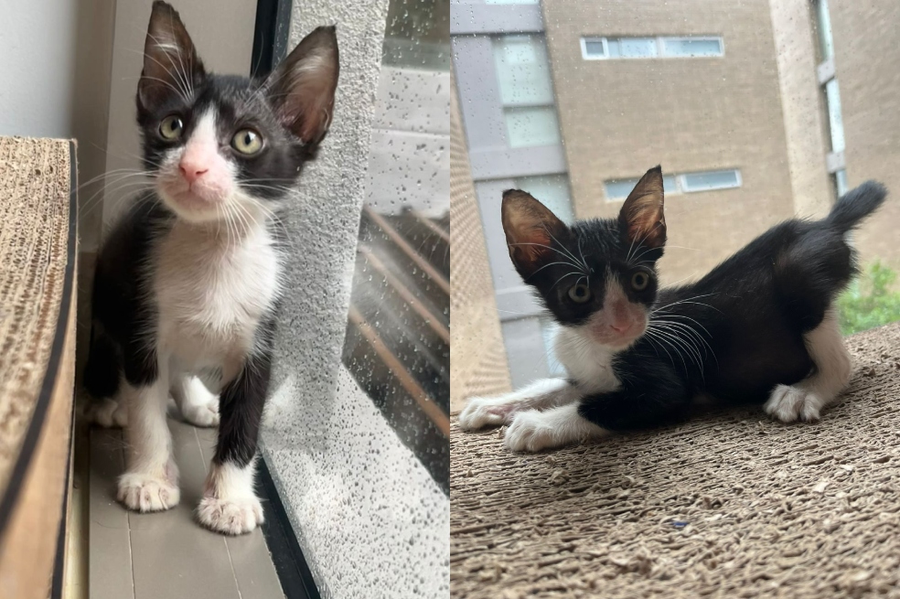 Gatito rescatado de un basurero en Barranquilla busca un hogar para siempre
