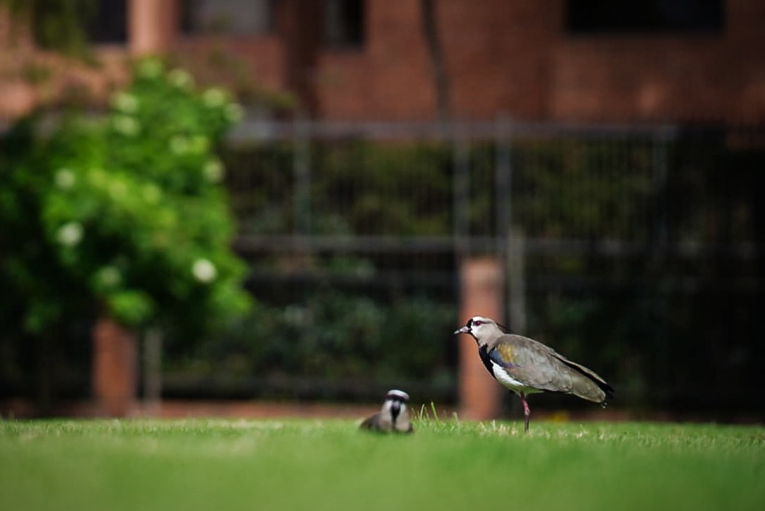 En el periodo de marzo a junio, en diferentes parques de la ciudad anidan polluelos de alcaravanes, un ave silvestre que habita Bogotá.