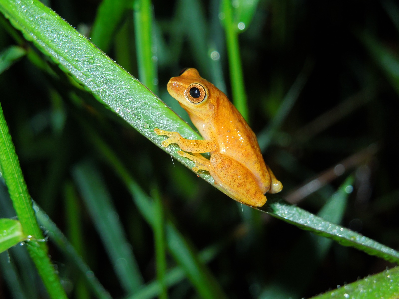Rana arborícola (Familia Hylidae). Caquetá.
