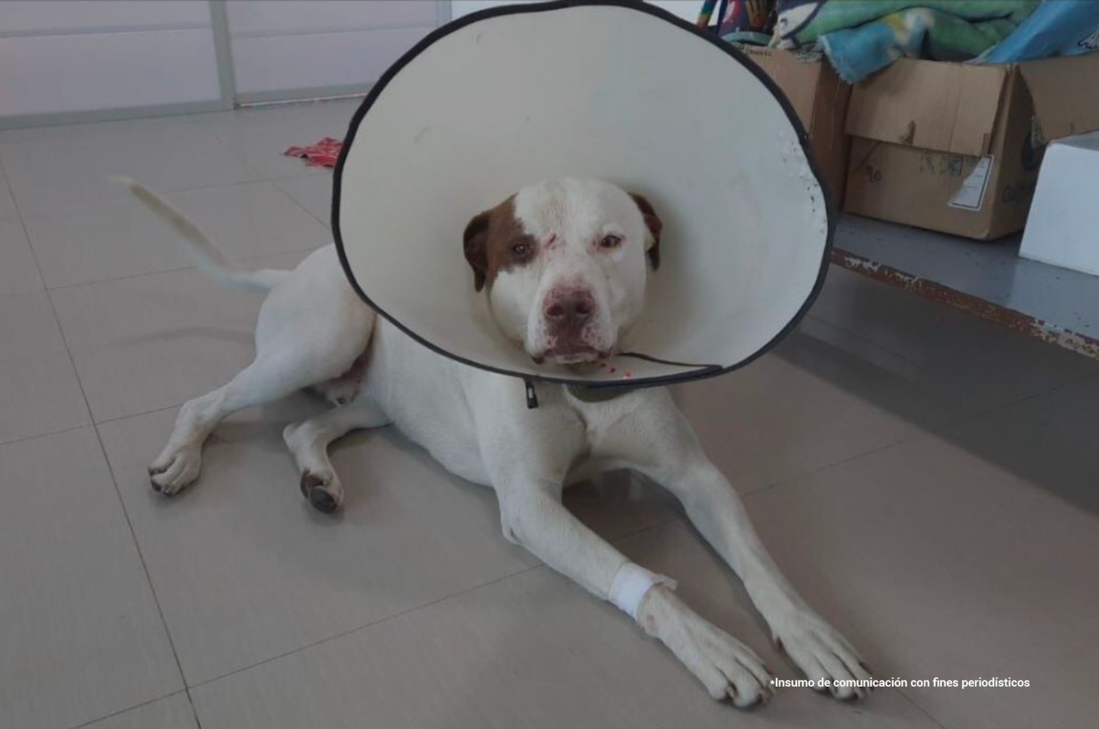 Snoopy fue trasladado por su propietaria a una clínica veterinaria, donde le practicaron una cirugía y duró varios días en observación.