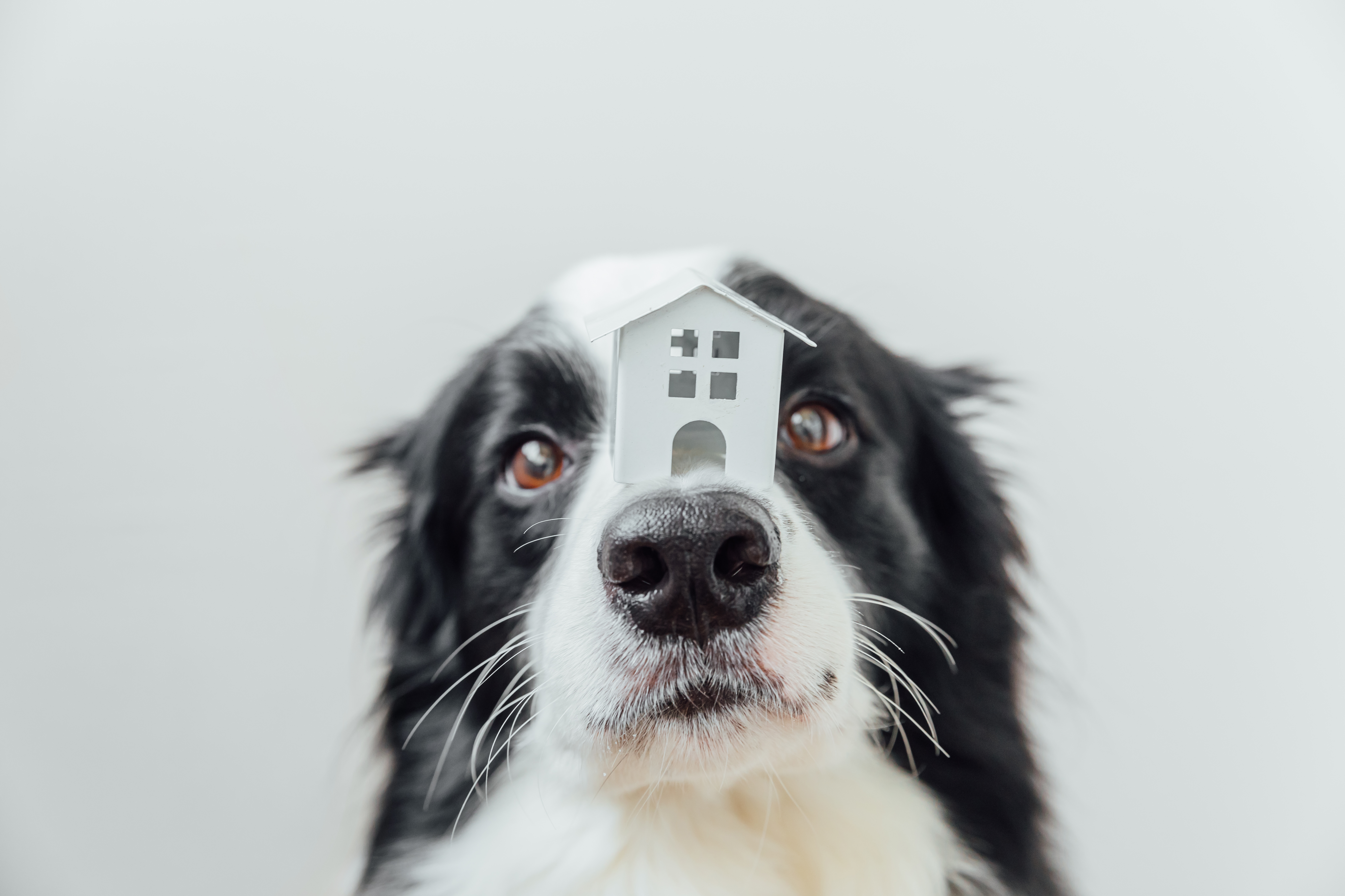 Lo que dice la ley sobre la tenencia de mascotas en casa o apartamento en arriendo