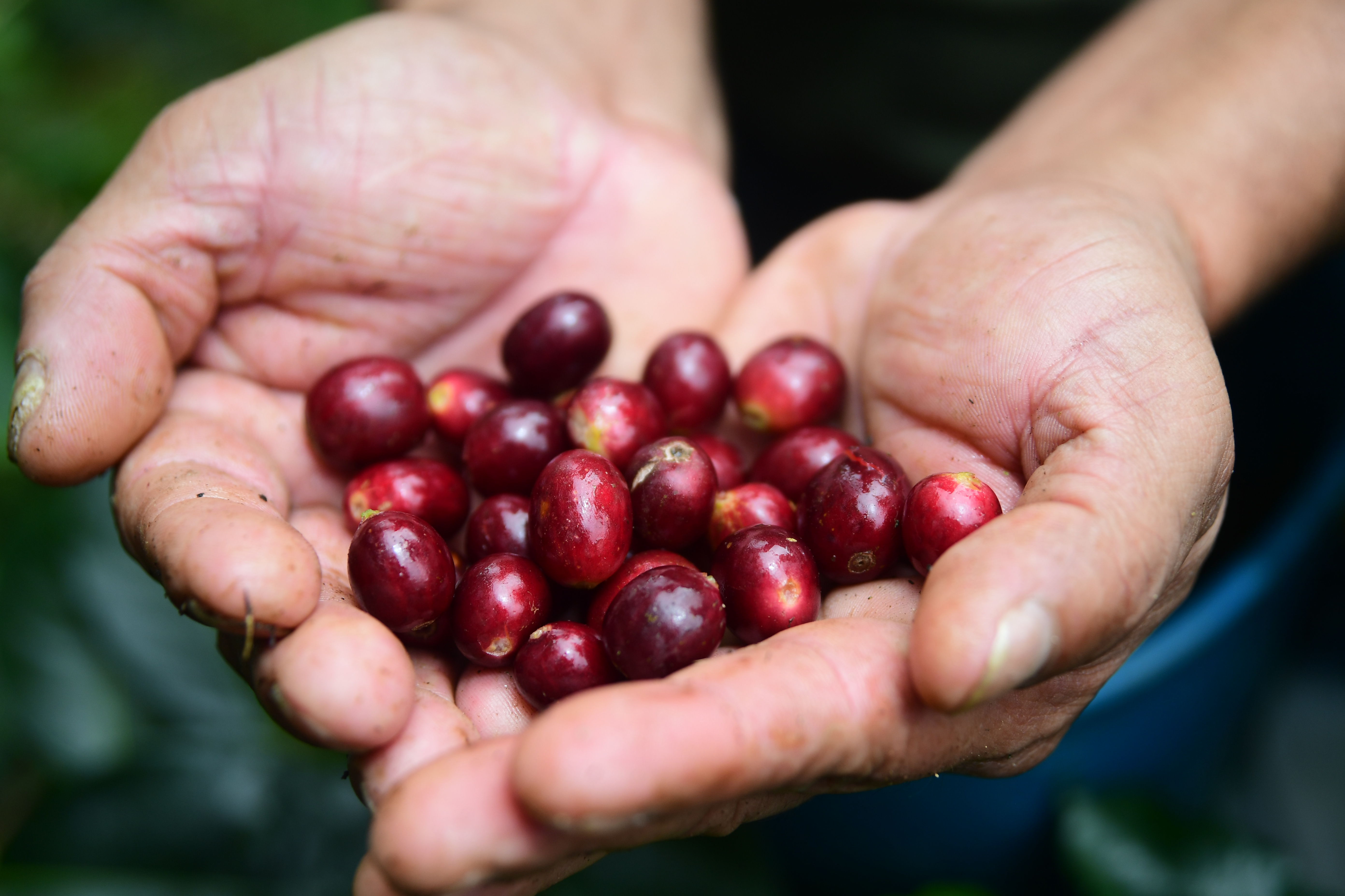 Pese a lluvias, producción de café colombiano creció 2 % en septiembre