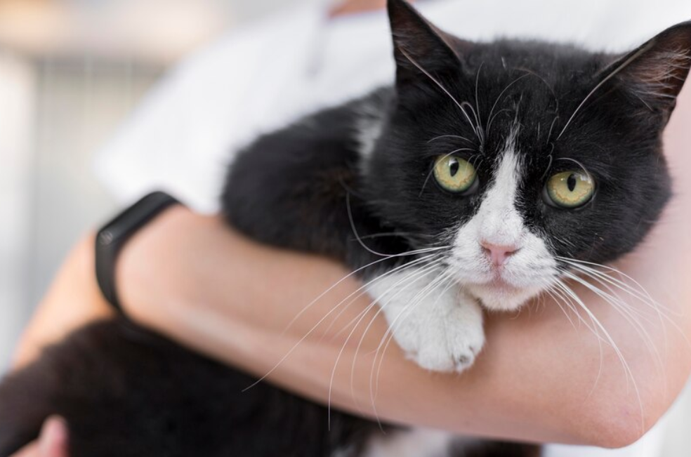 “Ted está vivo”: gato regresa a casa luego de que su familia lo mandara a cremar