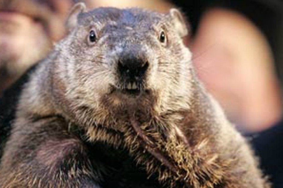 Marmota Phil enfrenta pena de muerte por errar pronóstico del tiempo