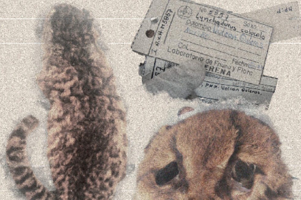 El hallazgo de un nuevo felino en Colombia parece que fue “gato por liebre”
