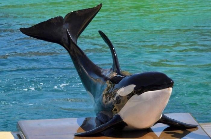 Murió Moana, la primera orca concebida mediante inseminación artificial en Europa