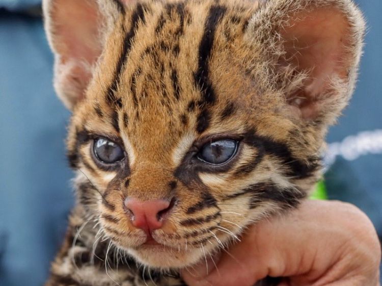 Ocelote bebé fue rescatado en Vichada: estaba solo y con los bigotes cortados
