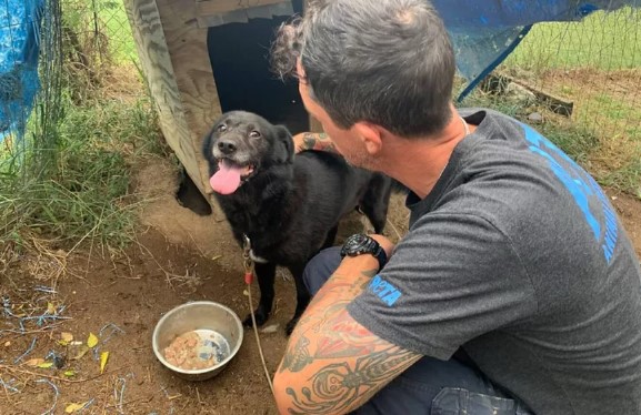 La historia de Rusty, el perrito que fue adoptado tras estar diez años encadenado