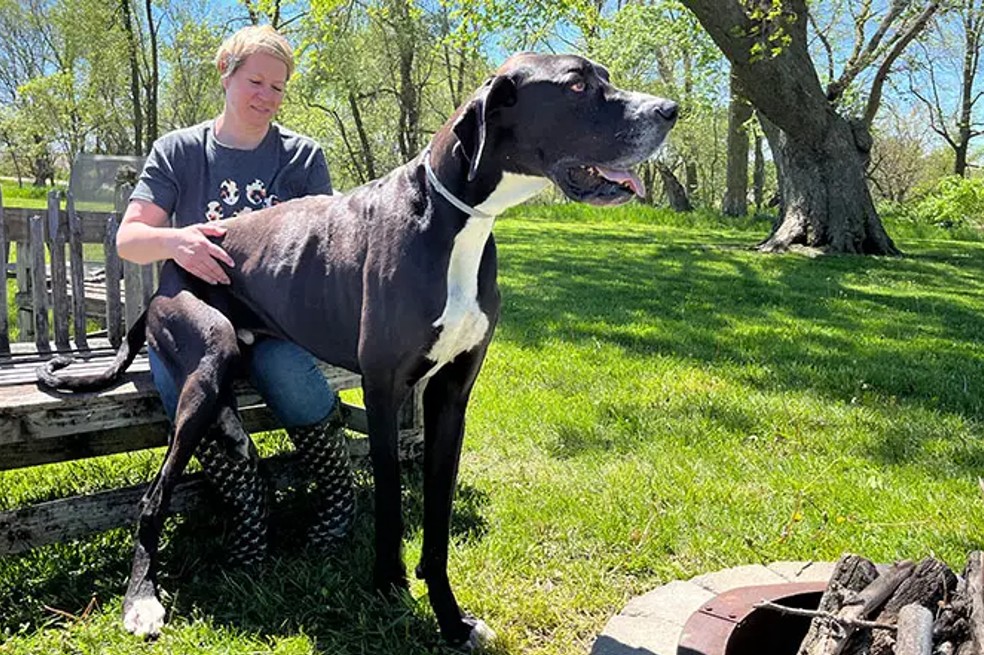 ¡Guau! Este es Kevin, el perro más alto del planeta, según Guinness World Records
