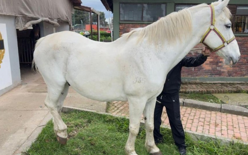 Adopta un héroe: perros y caballos que sirvieron a Bogotá buscan un nuevo hogar