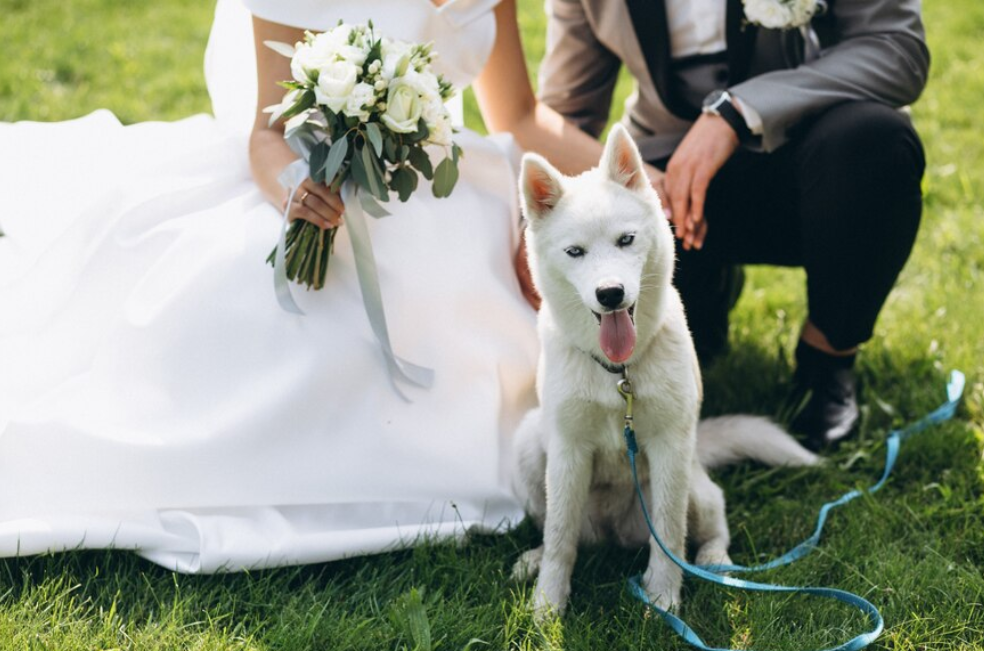 Ahora perros, gatos y otros animales pueden ser testigos de bodas en Estados Unidos