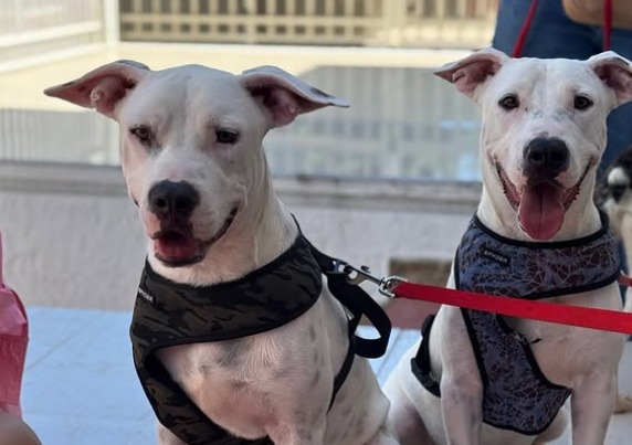 Timón y Pumba, los adoptaron y los devolvieron juntos al refugio