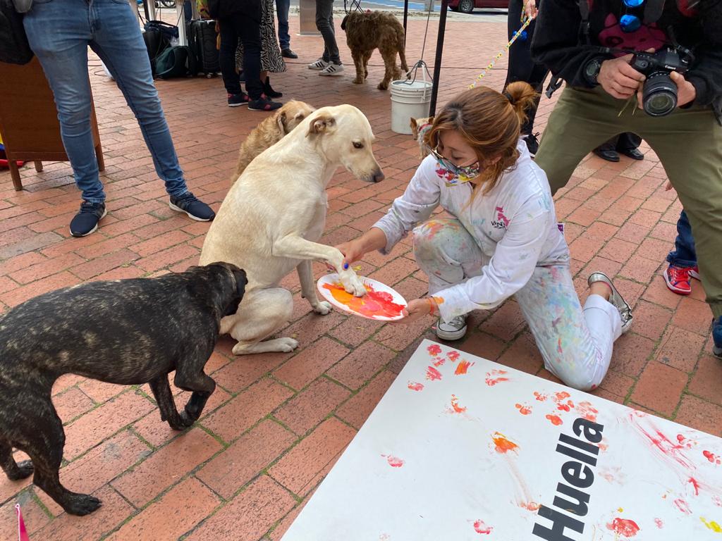 Alcaldía de Chapinero invertirá más de $1.600 millones para atención a animales de Bogotá