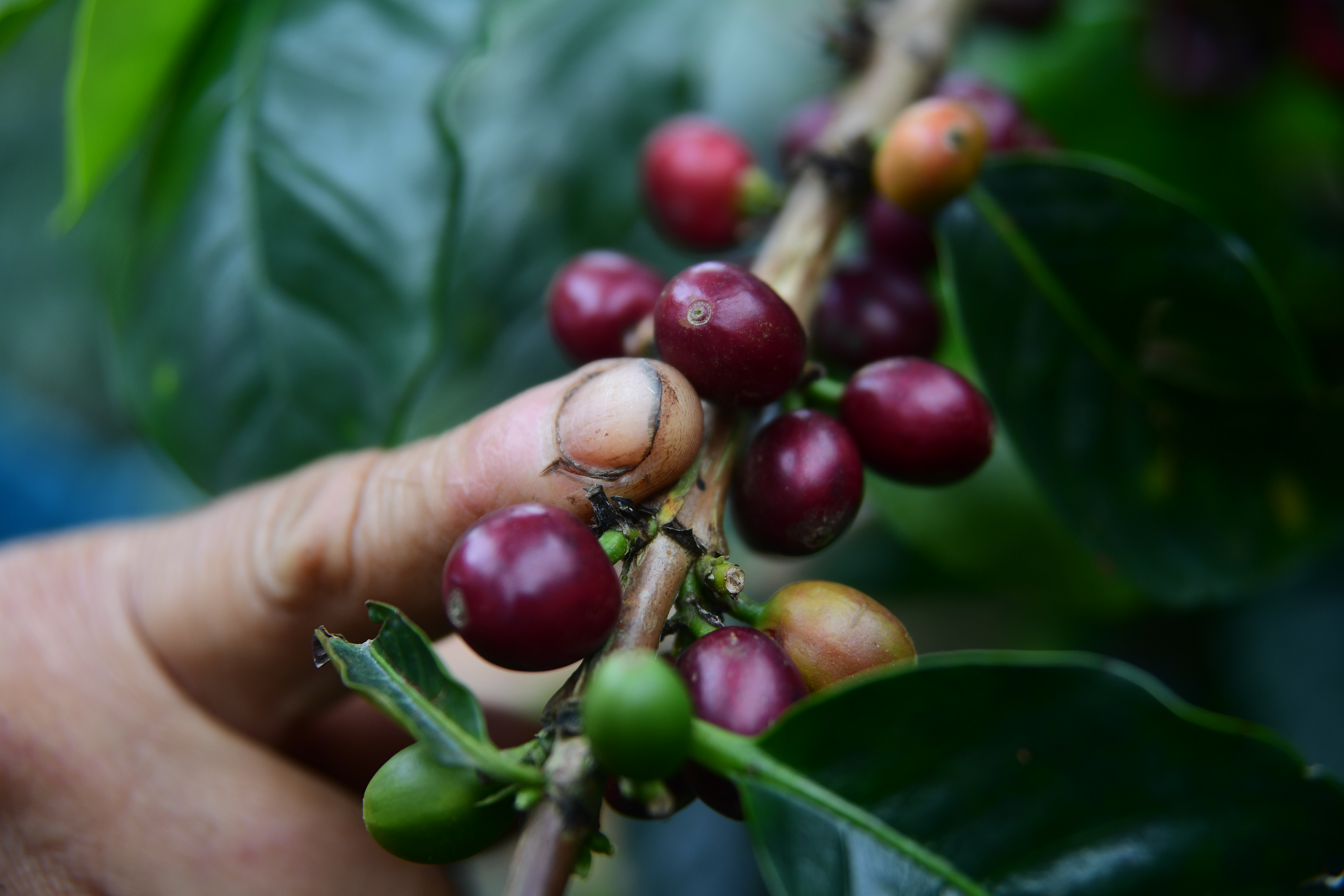 Cultivos y cosechas de café en Briceño Antioquia