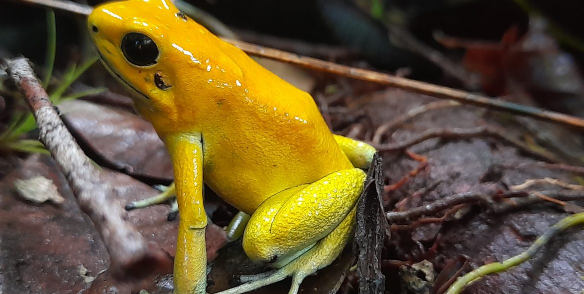 La nueva reserva forestal del Cauca que protegerá a la rana dardo dorado