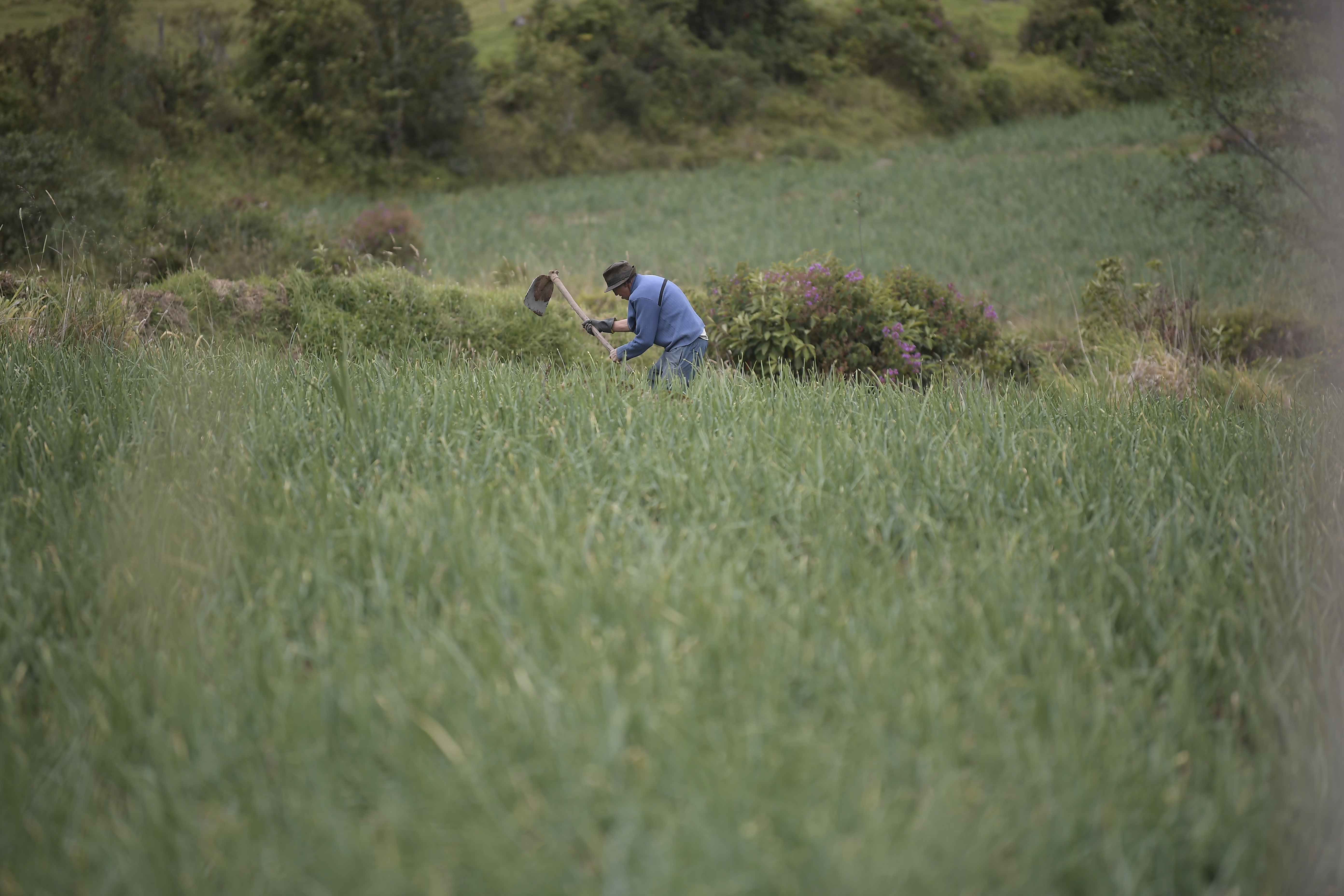 Radiografía de las cifras que explican el crecimiento del agro en Colombia