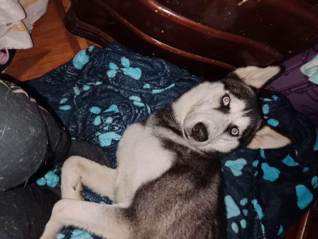 Este hermoso perro fue visto por última vez en La Despensa.