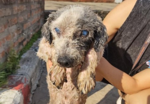 Lázaro, el perrito ciego que nunca dejó de luchar y fue rescatado de  alcantarilla