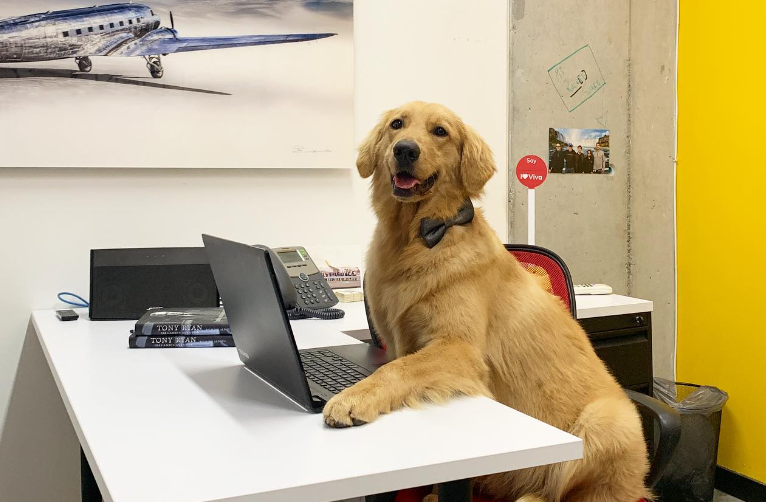 ¿Tenía un viaje con su mascota por la aerolínea Viva? Así puede reprogramar su vuelo