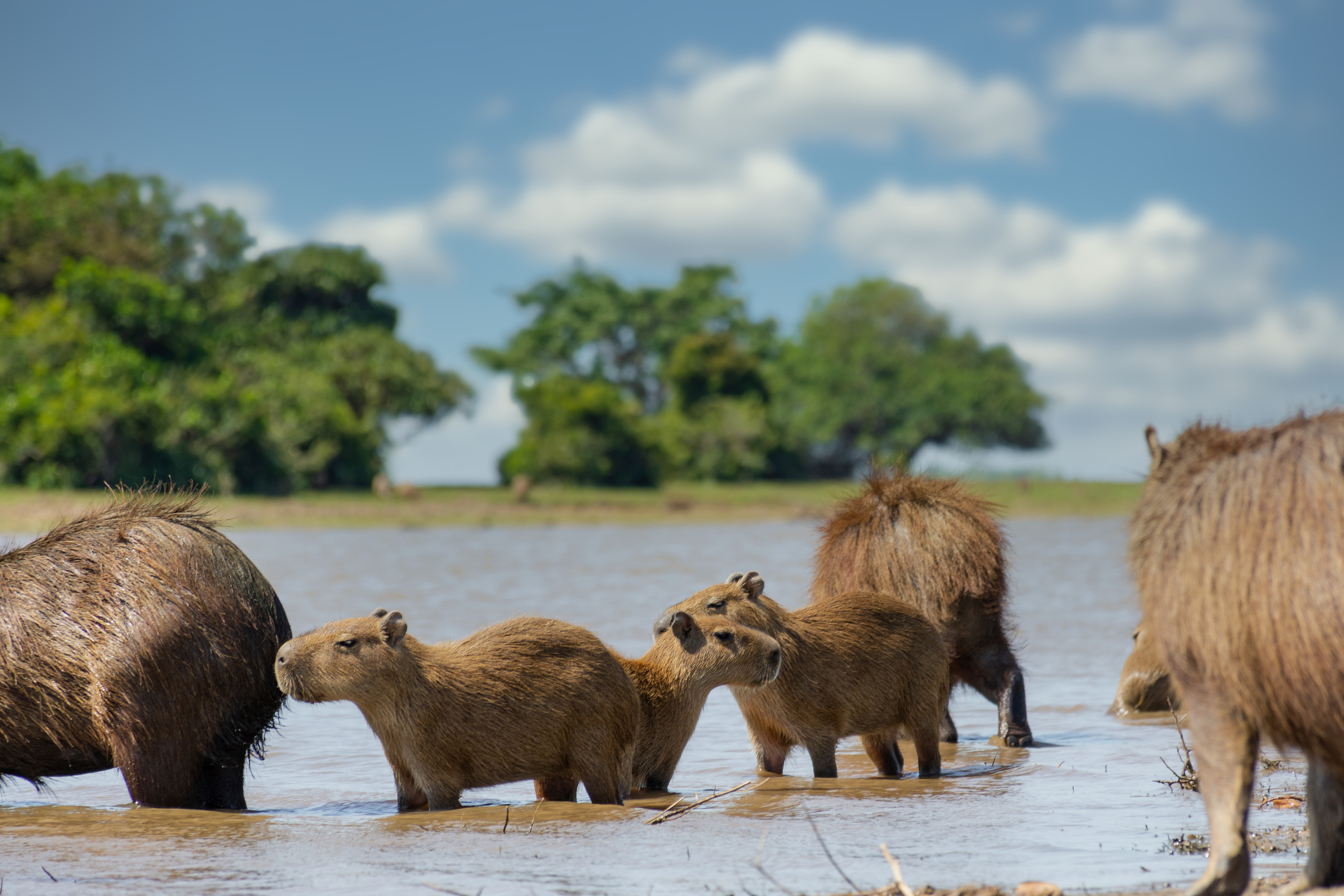 En Casanare son conscientes, desde hace varios años, de que la biodiversidad de sus territorios y la riqueza cultural de sus comunidades constituyen su ventaja competitiva. Muestra de ello es la Reserva Natural el Encanto de Guanapalo, en San Luis de Palenque.