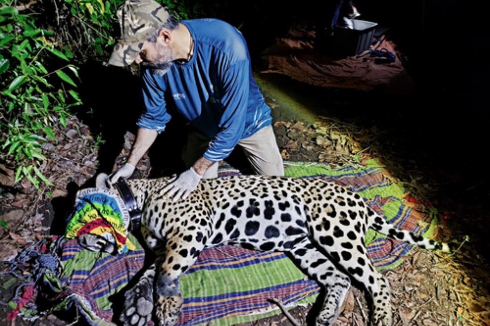 El récord que rompió un jaguar: recorrió más de 2.100 kilómetros por la Amazonía