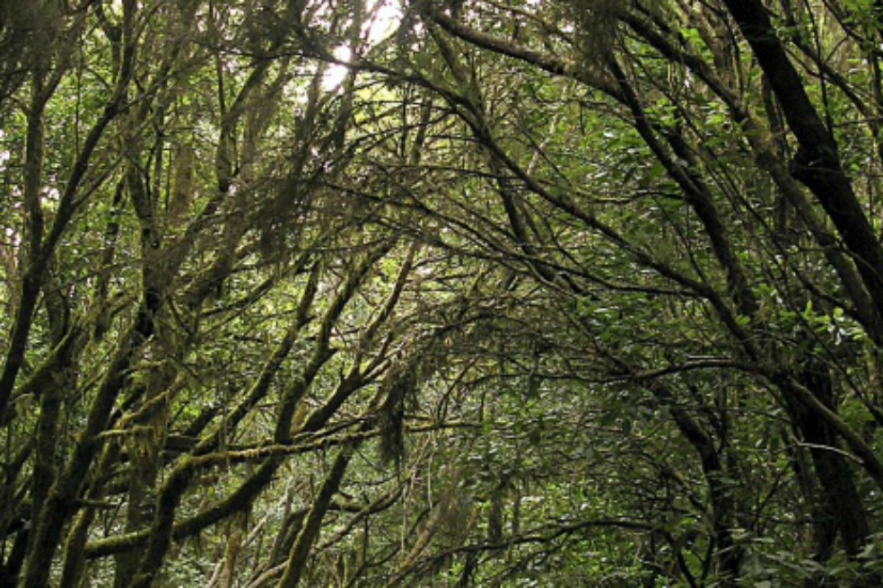 Los bosques más biodiversos son los más resistentes a las sequías