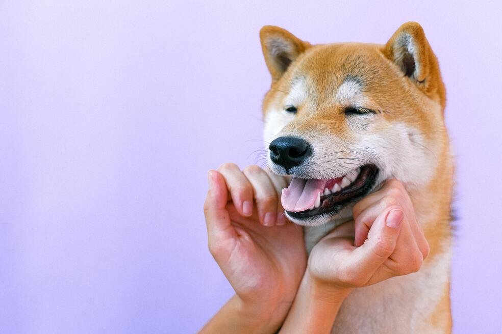 ¿Los perros pueden comer buñuelo, natilla, maní, aguacate y otros alimentos?