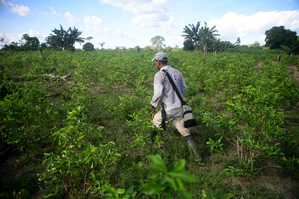 Entre los municipios de La Macarena, Vista Hermosa, Puerto Rico y Puerto Concordia, en el Meta, y San José del Guaviare, que tienen jurisdicción en el río Guayabero, hay alrededor de 2.000 hectáreas de coca, según UNODC.