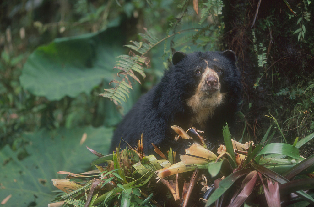 Encuentran nuevos individuos de oso andino en Neiva gracias a monitoreo comunitario