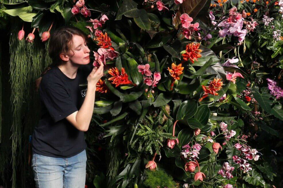 Londres celebra con 10.000 orquídeas la biodiversidad única de Colombia
