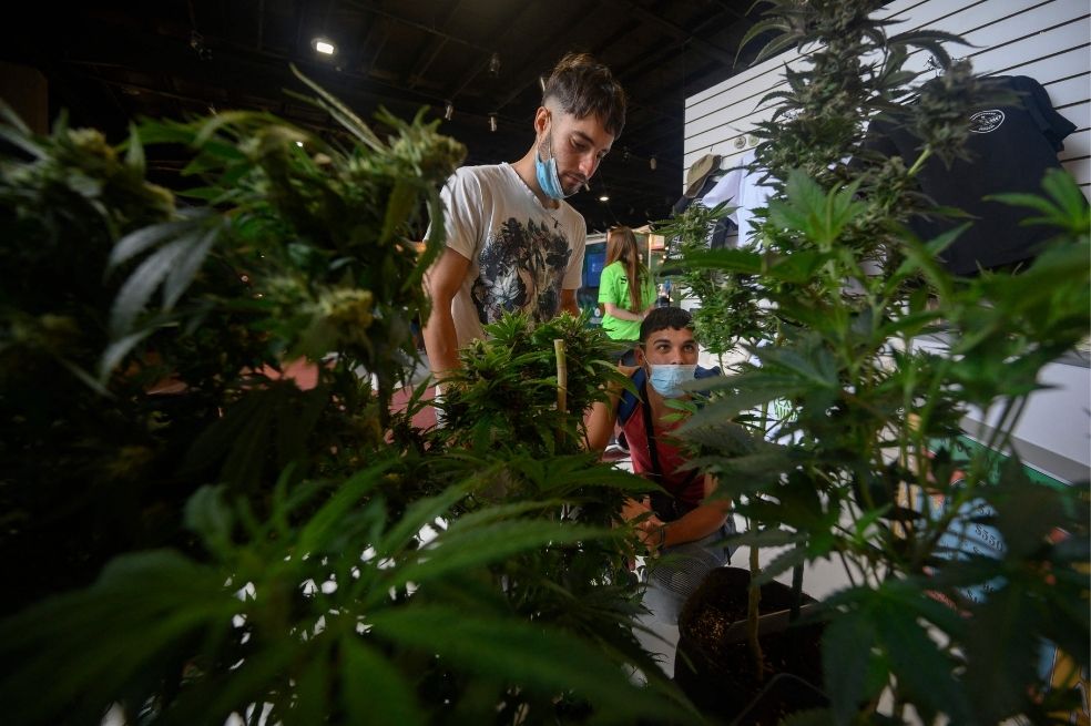 La legalización del cannabis en Uruguay ha generado más de 160 empresas