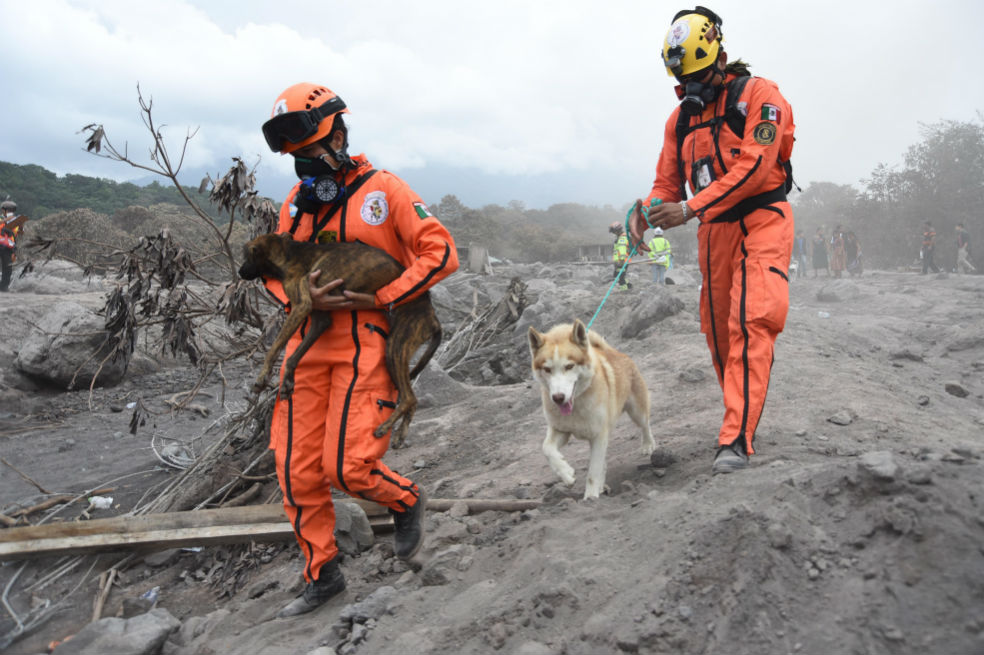 Al rescate de animales víctimas de la erupción en Guatemala