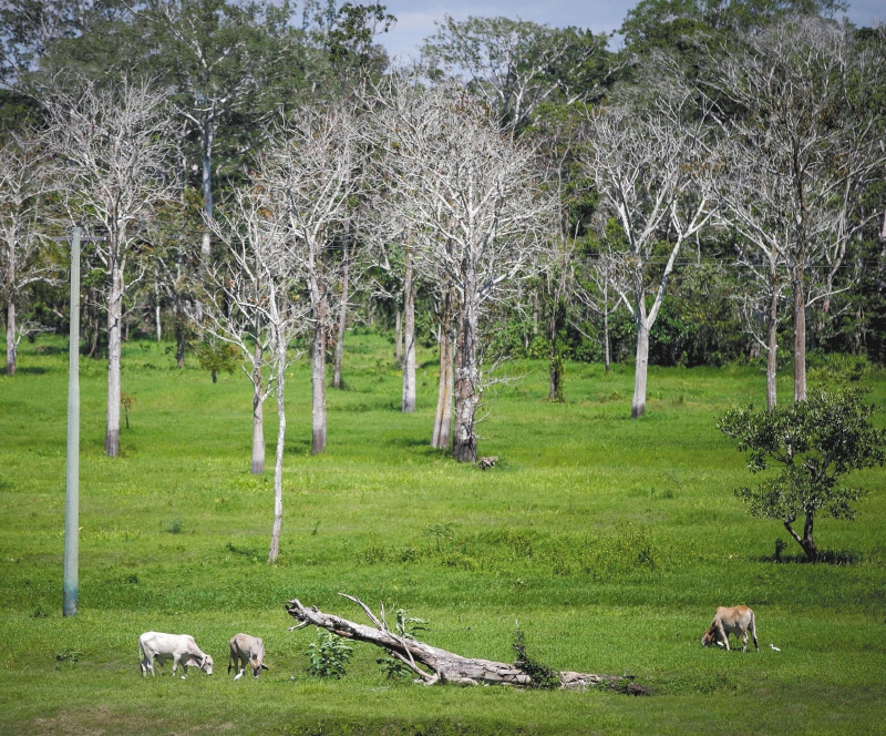 El ganado acorrala a la Amazonia
