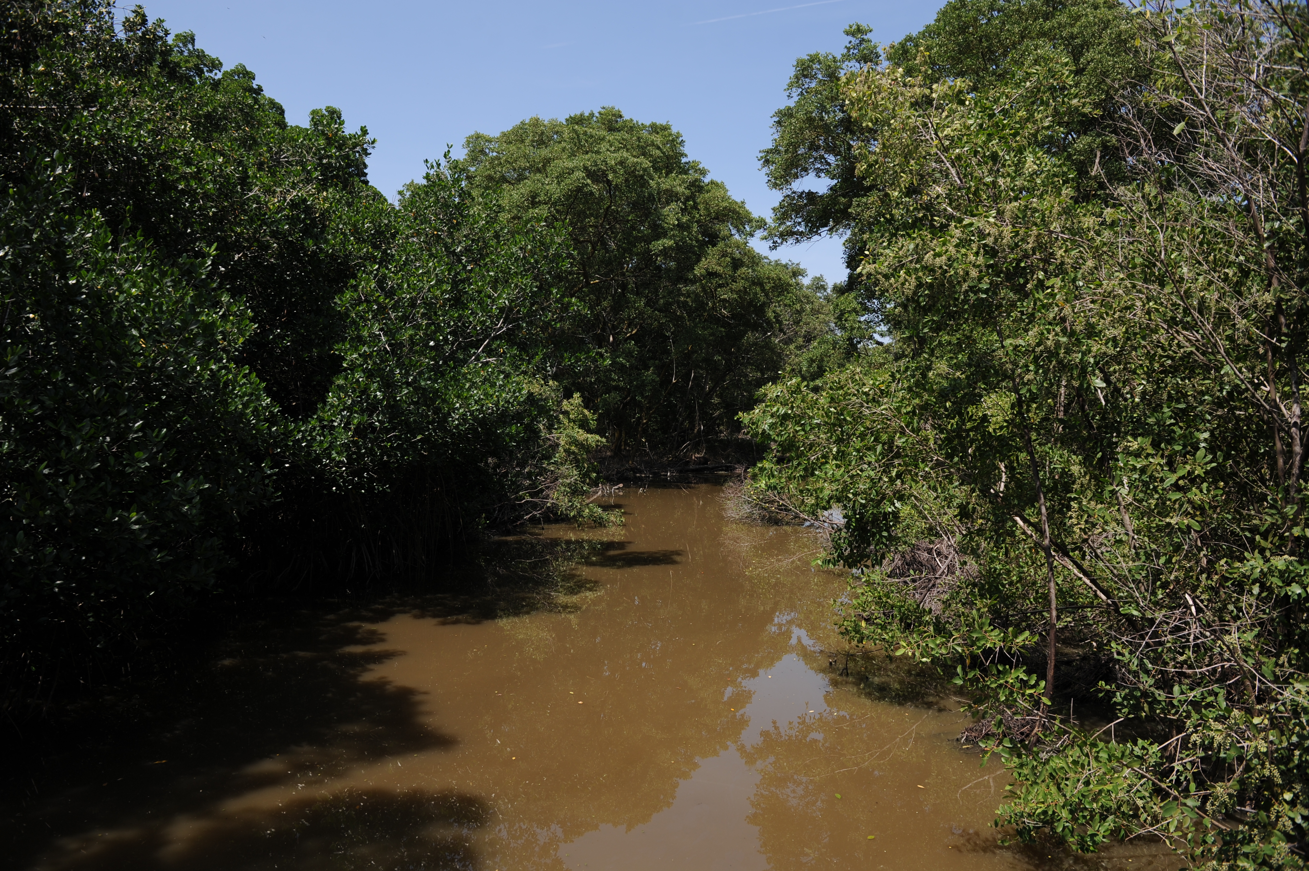 Colombia lanza proyecto para recuperar la Ciénaga Grande de Santa Marta