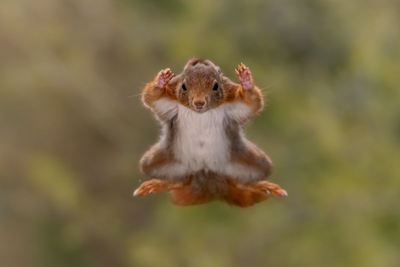 Squirrel airborne: surrender mode