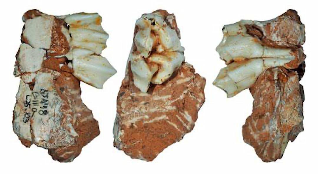 Hallan el resto más antiguo, para la península Ibérica, de un animal de la era glacial