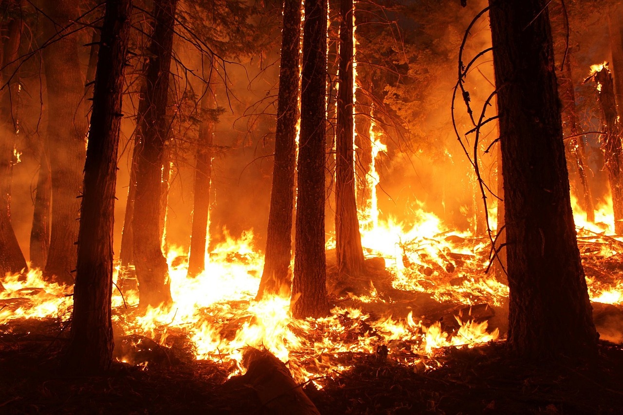 Los incendios forestales más letales del siglo XXI