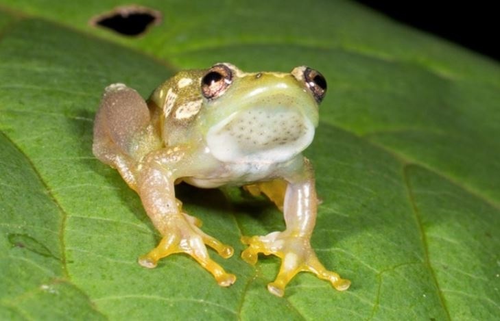 ¡Increíble! Descubren una especie de rana completamente silenciosa en Tanzania
