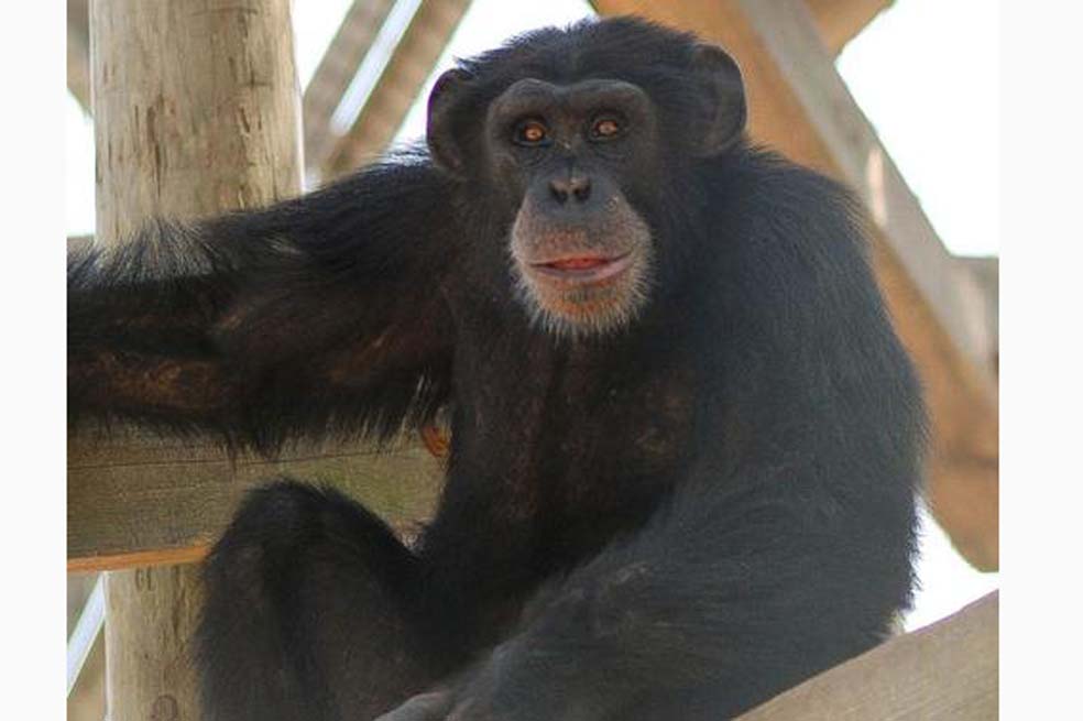 ¿Está de acuerdo con que se vacunen los animales?
