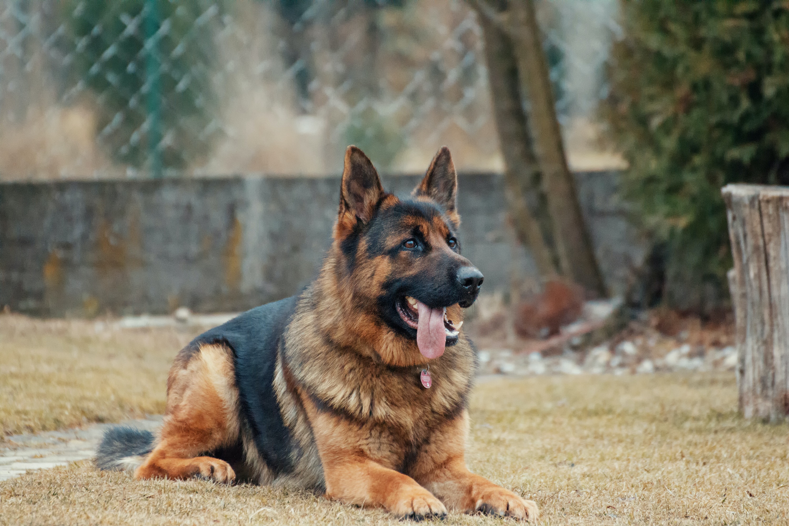 Razas de perros: estas son las más olorosas