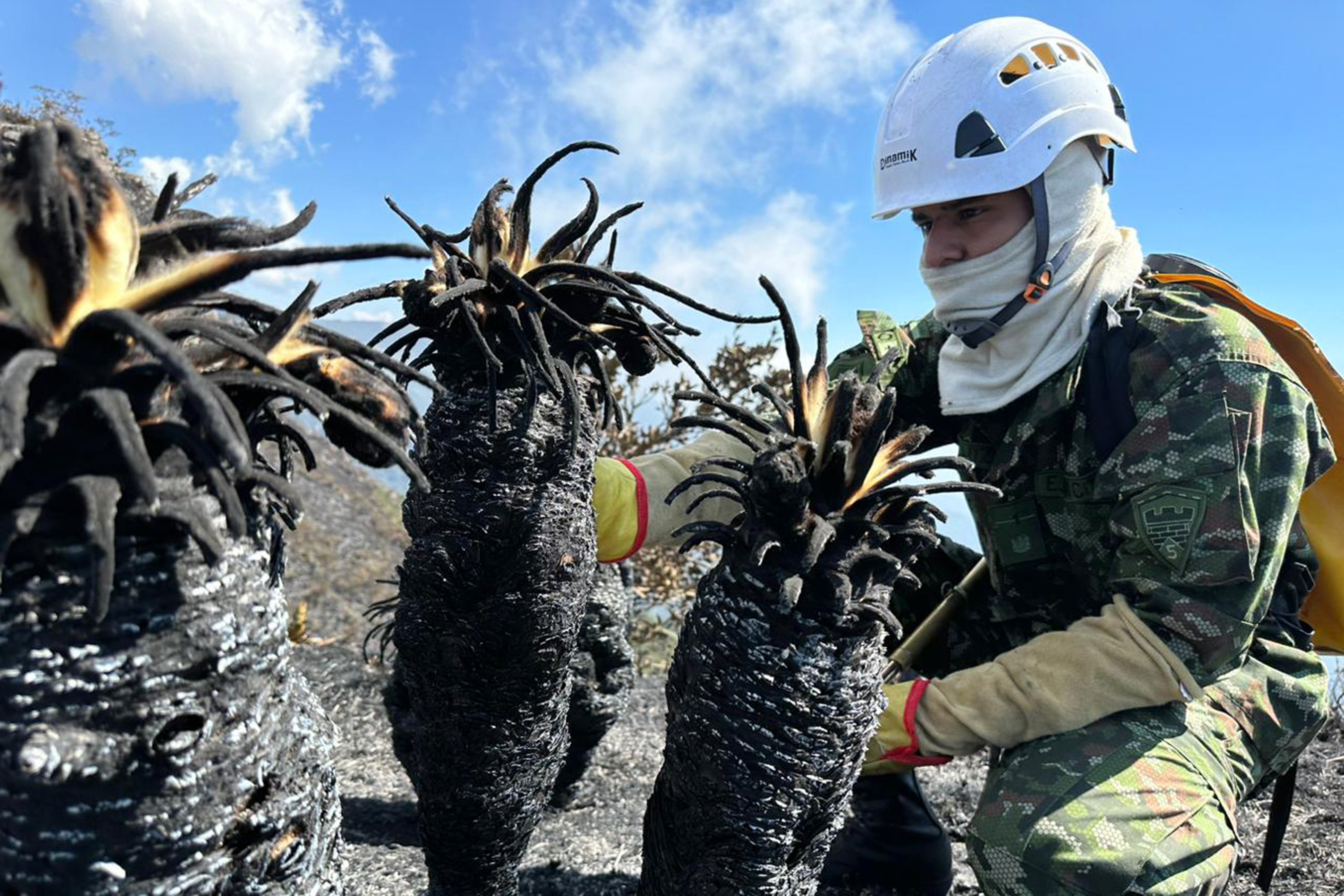 SAN400 SANTURBÁN (COLOMBIA), 25/01/2024.- Fotografía cedida hoy por el Ejército de Colombia que muestra a un soldado que revisa los frailejones afectados por un incendio forestal cerca al páramo de Berlín en el nudo de Santurbán, en Santander (Colombia). Un total de 31 incendios forestales están activos este jueves en Colombia y afectan a nueve departamentos y Bogotá, donde sigue la emergencia por los fuegos en dos de sus cerros, informó este jueves la Unidad de Nacional de Gestión del Riesgo de Desastre (Ungrd). EFE/ Ejército de Colombia /SOLO USO EDITORIAL /SOLO DISPONIBLE PARA ILUSTRAR LA NOTICIA QUE ACOMPAÑA (CRÉDITO OBLIGATORIO)