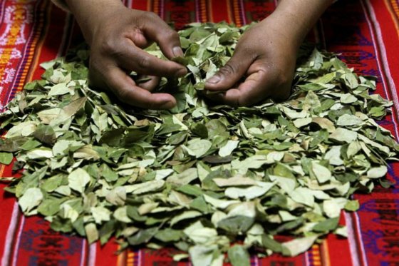 Advierten que en Jamundí cultivadores de coca reclutan a escolares