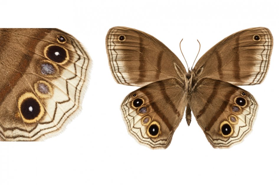 Nueva especie de mariposa descubierta en una zona exclusiva del conflicto armado fue bautizada «paz»