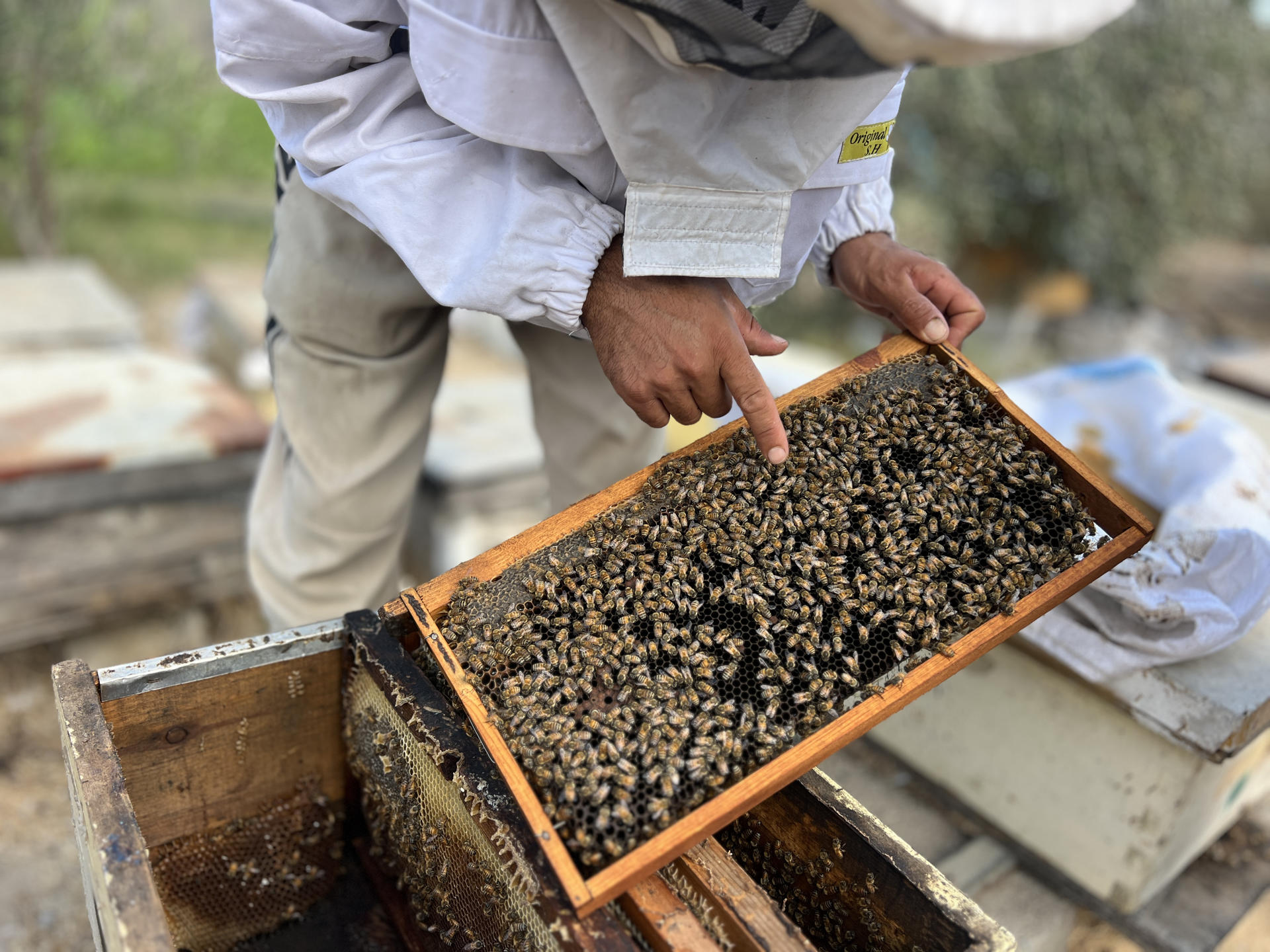 JAN YUNIS (FRANJA DE GAZA), 21/08/2026.- En Gaza, la ofensiva israelí no solo ha acabado con edificios enteros, también con árboles y huertos que servían de sustento a las abejas de Sameh Al Aqad. Tras meses desplazado lejos de sus colmenas, este gazatí las va reconstruyendo sin apenas recursos, para llenarlas de nuevo de unos insectos que, dice, forman parte de su sangre. EFE
