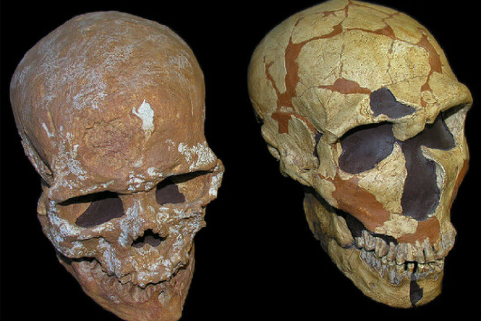 Cráneos de Homo sapiens (izquierda) y Homo neanderthalensis (derecha) / Grupo de Paleoantropología (MNCN-CSIC)