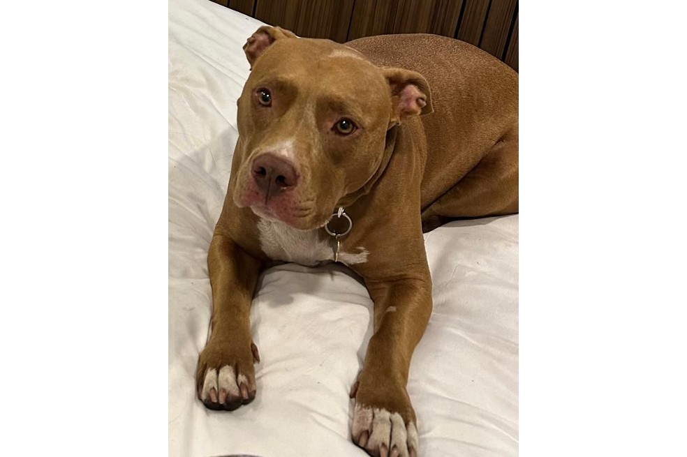 Buscan a Romina, una perrita pitbull que, al parecer, se extravió en La Calera