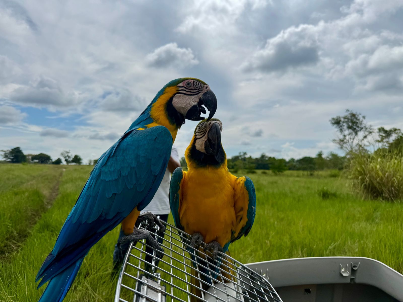 Solo en una semana, más de 600 animales silvestres han sido liberados