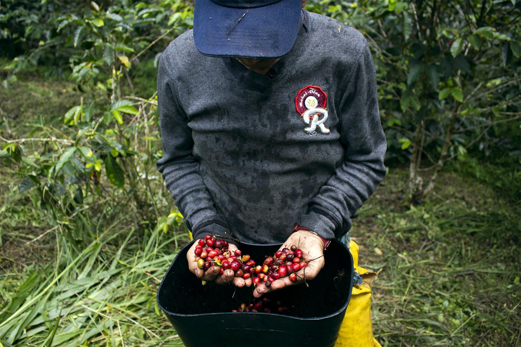 El café alcanza precios récord que benefician a Colombia: ¿cuáles son las razones?