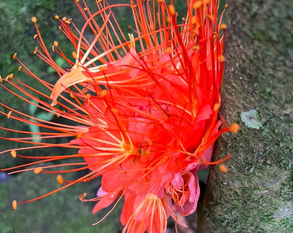 Foto de la rosa de monte.