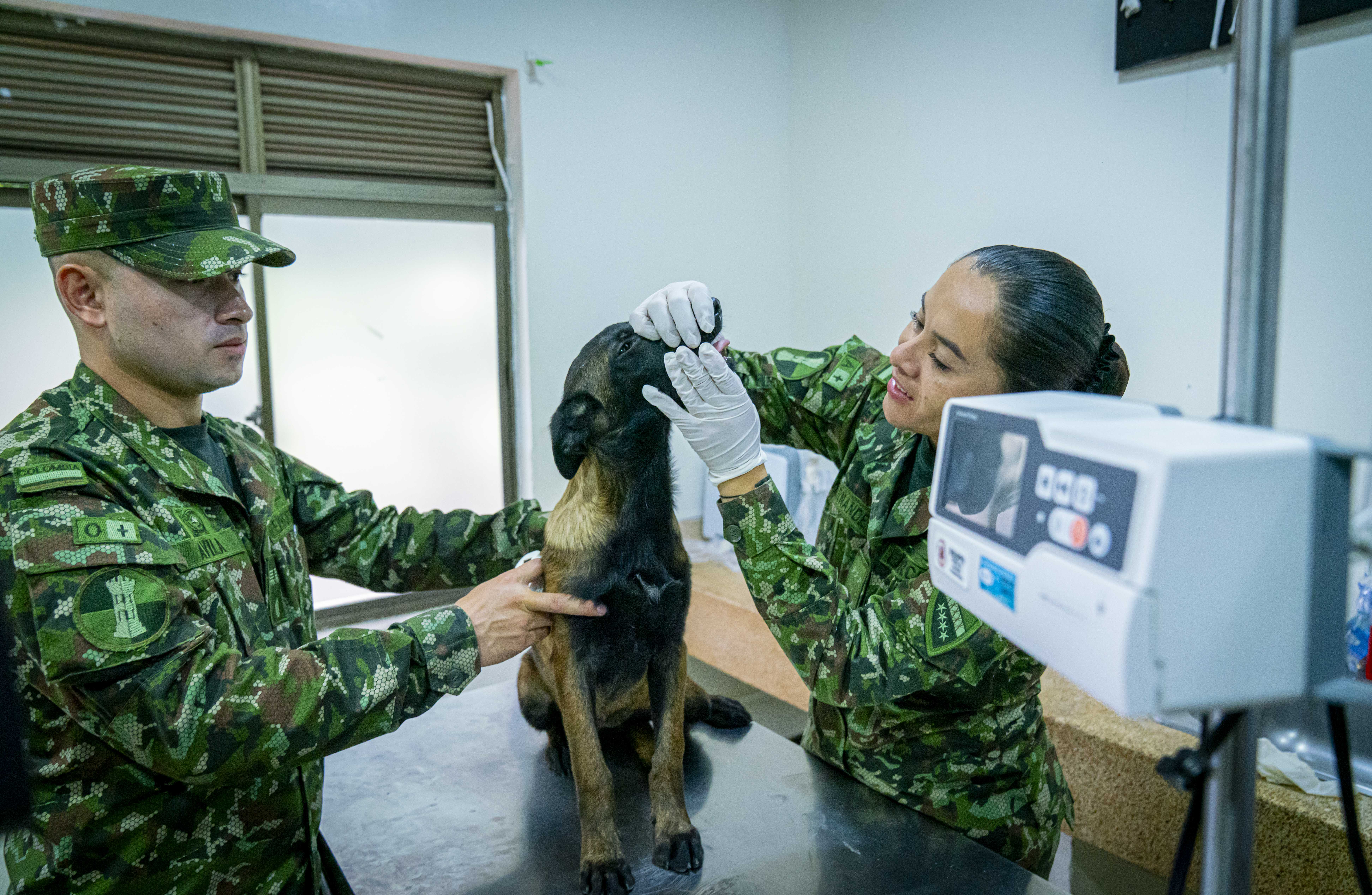 Los héroes de cuatro patas del Ejército colombiano que han salvado más de 28.000 vidas